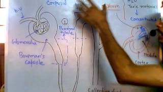 Nephron function [upl. by Ardnwahsal]