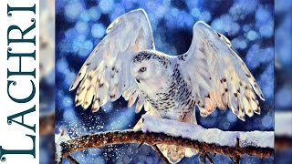 snowy owl in colored pencil  photorealistic Time Lapse Demo by Lachri featuring Adam Hoek [upl. by Valerle]