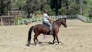 Class 88 Freestyle Gaited Equitation [upl. by Elianora]