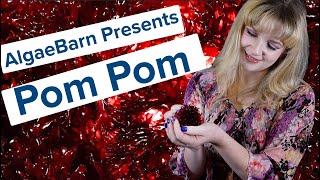 AlgaeBarn Presents Pom Pom Algae [upl. by Anahahs]