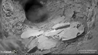 Leachs StormPetrel Vocalizations at the Bermuda Cahow Cam [upl. by Miguela849]