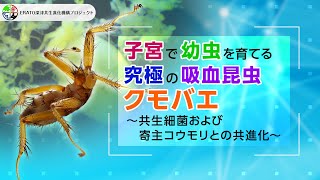 子宮で幼虫を育てる究極の吸血昆虫クモバエ〜共生細菌および寄主コウモリとの共進化〜【ERATO深津共生進化機構プロジェクト】 [upl. by Shurwood]