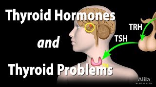 Thyroid Gland Hormones and Thyroid Problems Animation [upl. by Saville]