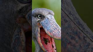 Shoebill Bird Documentary  Prehistoric Beauty in the Wild [upl. by Schwitzer]