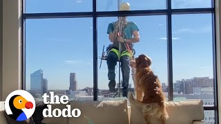 Dog Interrupts Window Cleaners Shift To Show Him His Favorite Toy  The Dodo [upl. by Furgeson]