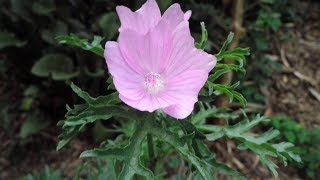 Growing Malva Moschata An Uncommon and Underutilized Permaculture Plant [upl. by Dagna]