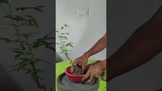 Neem Bonsai bonsai bonsaitree garden [upl. by Tindall300]