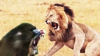 A terrible fight to death between Lion vs Baboon [upl. by Marline]