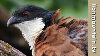 The Burchells Coucal birds wildlife [upl. by Nehgaem631]