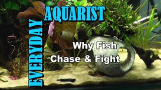 Why Fish Chase amp Fight Each Other Molly Guppy Cichlid [upl. by Korey]