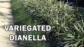 WYEENA® Dianella is a variegated clean foliage Dianella  Ozbreed Strappy Leaf Plants Range [upl. by Trish]