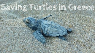 Volunteering with Turtles Day in the life Greece [upl. by Ahsit559]