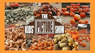 Pumpkins and Squash Vocabulary Flash Cards  The Kids Picture Show Fun amp Educational [upl. by Laraine]