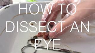 Biology Eye Dissection Practical Video Project  Step By Step  AQA GCSE DONT WATCH IF SQUEAMISH [upl. by Wylde372]