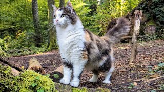 Norwegian Forest Cat Slow Stroll with Lilly amp Odin [upl. by Madelin]