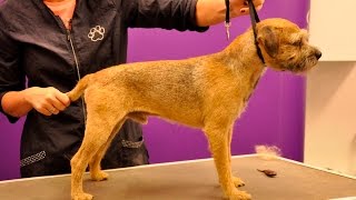 Grooming Guide  Border Terrier Handstrip  Pro Groomer [upl. by Nolan]