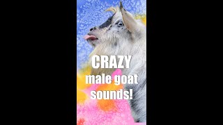 FUNNIEST Male Goat Sounds [upl. by Fang811]