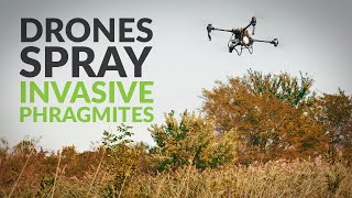 Spray Drones Target Invasive Phragmites at Missouri State Park [upl. by Ayerdna]