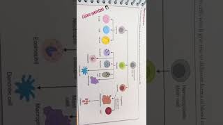 PROCESS OF HEMATOPOIESIS haematology HEMATOPOIESIS RBCBLOOD [upl. by Ardnuhs]