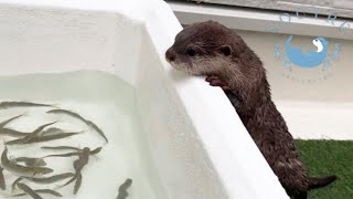 Otters Reaction to Seeing Live Fish for the First Time [upl. by Ominoreg819]