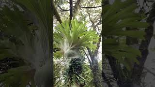 Staghorn Ferns and Pyrrosia Ferns on a Macadamia Nut Tree [upl. by Ahsinad]