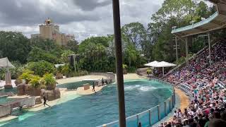 SEAWORLD DOLPHIN SHOW 2 [upl. by Tibbitts]