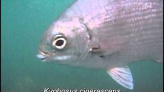 Kyphosus cinerascens Blue sea chub [upl. by Gay233]