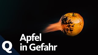 So wirkt sich der Klimawandel auf die Apfelernte aus  Quarks [upl. by Celtic]