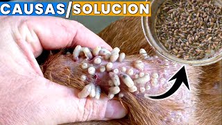 larvas o gusanos en perros  causas y soluciones [upl. by Saberio]