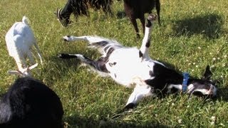 Myotonic Fainting Goats [upl. by Finbar]