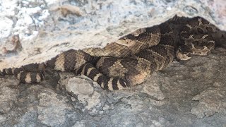 Rattlesnakes leaving their winter den [upl. by Rihaz]