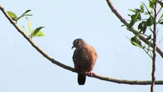 Common Ground Dove calling Celery Fields [upl. by Gore706]