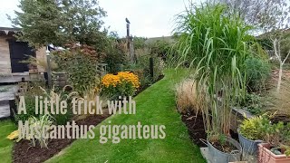 Miscanthus giganteus a neat little trick [upl. by Lladnarc]