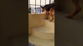 german shepherd dog barking  gsd dog barking  dog barking  puppy barking  dogs voices [upl. by Ymarej]