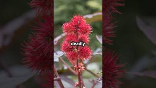 The Most Toxic Plants on Earth [upl. by Arakal574]