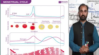 Menstrual Cycle  Female reproductive cycle [upl. by Irrehs]