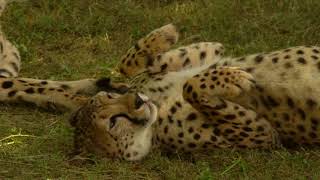 Cheetahs at Dubai Safari Park [upl. by Gipps]