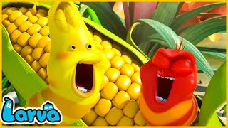 LARVA SEASON 1 EPISODE 584700  HILARIOUS CARTOON MEMES  LARVA TERBARU 2024 [upl. by Naehgem]