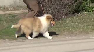 Rough collie puppy NYITRAMENTI CHOCOLATE COCKTAIL [upl. by Juxon531]