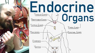 Endocrine Organs  BEST Way to Learn All the Endocrine Organs and What They Do [upl. by Idmann]