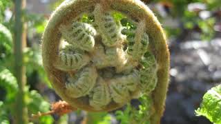 Dicksonia Tree fern protection winter  UK at Christmas time [upl. by Autrey]