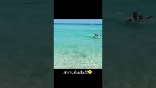 Miami Beach shark attack caught on camera [upl. by Laeria]