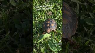 Our baby Redfoot tortoise Shelly 🐢 loves spinach tortoise redfoot pets reptiles [upl. by Dadivitan]