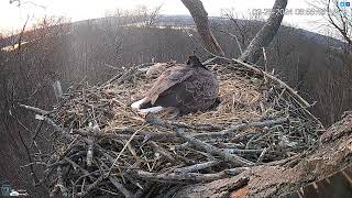 Hanover PA Live Streaming Bald Eagle Nest Webcam HDOnTap com — Mozilla Firefox 2024 02 26 06 52 4 [upl. by Petromilli]