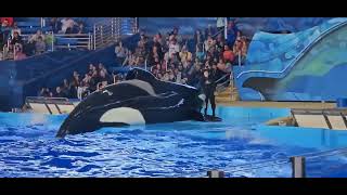 SeaWorld Orca Encounter killerwhales seaworld sanantonio texas springbreak2024 minivacation [upl. by Sedlik]