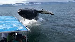 Humpback Whale Breaches Next to Boat [upl. by Sul]