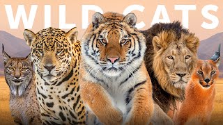 All 40 Species of Wild Cat Organised by Lineage [upl. by Brantley]