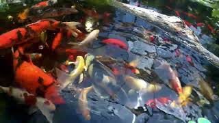 koi and goldfish pond 240728 flatboat  feeding [upl. by Nirtiac733]