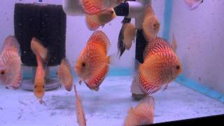 Checkerboard Pigeon Blood Discus Fish Eating Daphnia [upl. by Nairim]