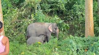 Amezing to see elephant at Hollongapar Gibbon Sanctuary [upl. by Ahsahs791]